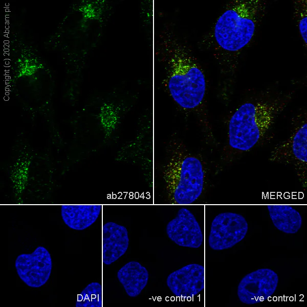 Immunocytochemistry/ Immunofluorescence - Anti-LAMP1 antibody [EPR24395-31] - Lysosome Marker (AB278043)