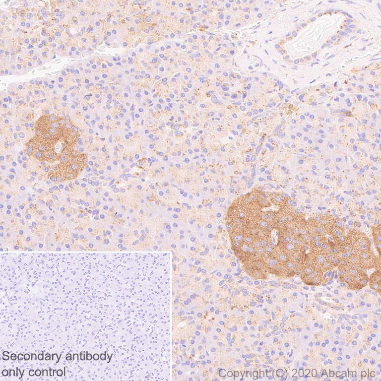 Immunohistochemistry (Formalin/PFA-fixed paraffin-embedded sections) - Anti-LAMP1 antibody [EPR24395-31] - Lysosome Marker (AB278043)