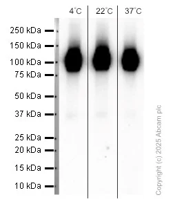 Western blot - Anti-LAMP1 antibody [EPR24395-31] - Lysosome Marker (AB278043)