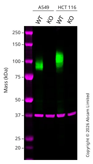 Western blot - Anti-LAMP1 antibody [EPR24395-31] - Lysosome Marker (AB278043)