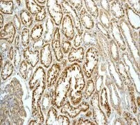Immunohistochemistry (Formalin/PFA-fixed paraffin-embedded sections) - Anti-LAMP1 antibody [EPR4204] - BSA and Azide free (AB247693)