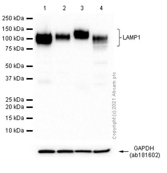 Western blot - Anti-LAMP1 antibody [EPR4204] - BSA and Azide free (AB247693)