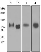 Western blot - Anti-LAMP1 antibody [EPR4204] - Lysosome Marker (AB108597)