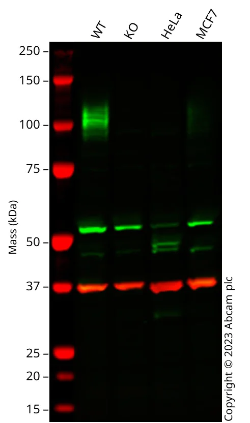 Western blot - Anti-LAMP1 antibody [EPR4204] - Lysosome Marker (AB108597)