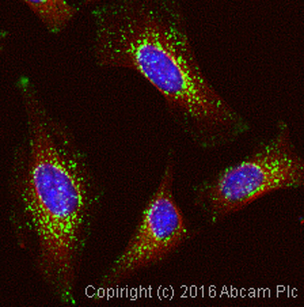 Immunocytochemistry/ Immunofluorescence - Anti-LAMP1 antibody [H4A3] (AB25630), expandable thumbnail