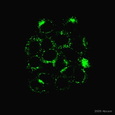 Immunocytochemistry/ Immunofluorescence - Anti-LAMP1 antibody [H4A3] (AB25630), expandable thumbnail
