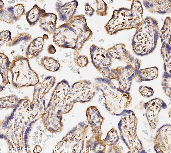 Immunohistochemistry (Formalin/PFA-fixed paraffin-embedded sections) - Anti-LAMP1 antibody [H4A3] (AB25630), expandable thumbnail