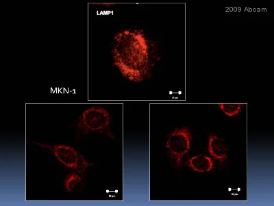 Immunocytochemistry/ Immunofluorescence - Anti-LAMP1 antibody [H4A3] - Lysosome Marker (AB25630)