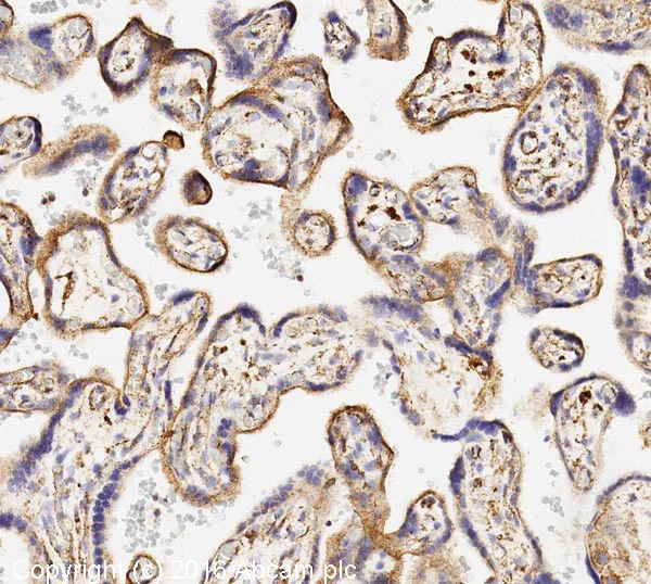 Immunohistochemistry (Formalin/PFA-fixed paraffin-embedded sections) - Anti-LAMP1 antibody [H4A3] - Lysosome Marker (AB25630)