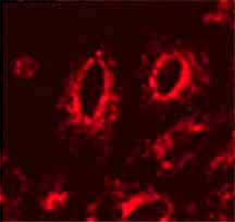 Immunocytochemistry - Anti-LAMP1 antibody [LY1C6] (AB13523), expandable thumbnail
