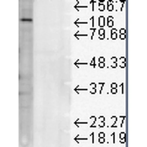 Western blot - Anti-LAMP1 antibody [LY1C6] - Lysosome Marker (AB13523)