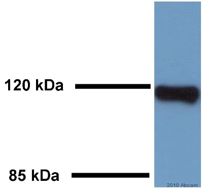 Western blot - Anti-LAMP1 antibody - Lysosome Marker (AB24170)