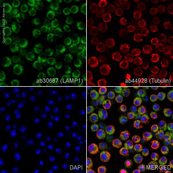 Immunocytochemistry - Anti-LAMP1 antibody - Lysosome Marker (AB30687), expandable thumbnail