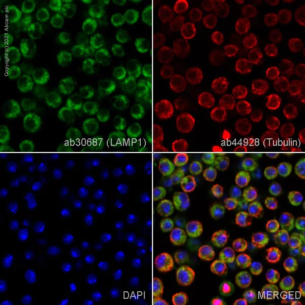 Immunocytochemistry - Anti-LAMP1 antibody - Lysosome Marker (AB30687)