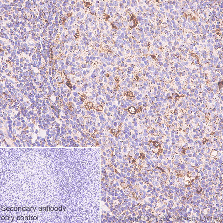 Immunohistochemistry (Formalin/PFA-fixed paraffin-embedded sections) - Anti-LAMP1 antibody [RM1217] - BSA and Azide free (AB320852)
