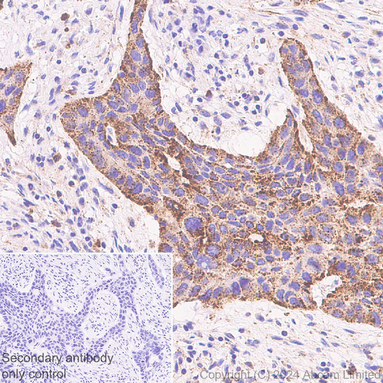 Immunohistochemistry (Formalin/PFA-fixed paraffin-embedded sections) - Anti-LAMP1 antibody [RM1217] - BSA and Azide free (AB320852)