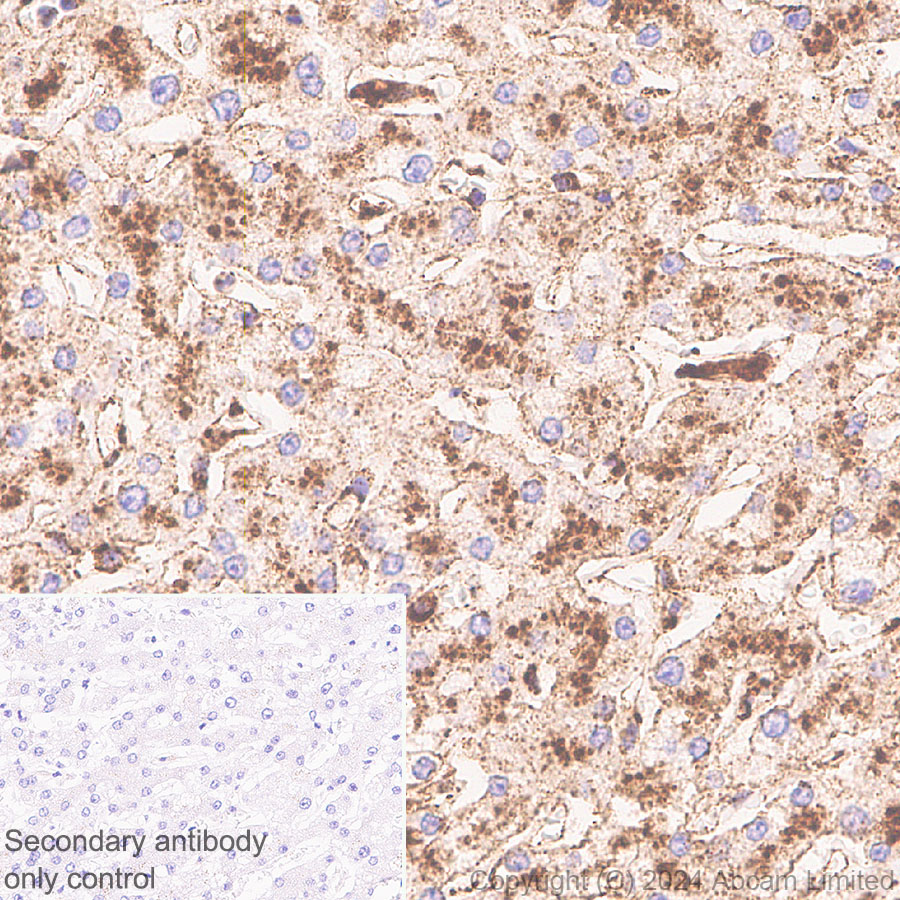 Immunohistochemistry (Formalin/PFA-fixed paraffin-embedded sections) - Anti-LAMP1 antibody [RM1217] (ab320851), expandable thumbnail