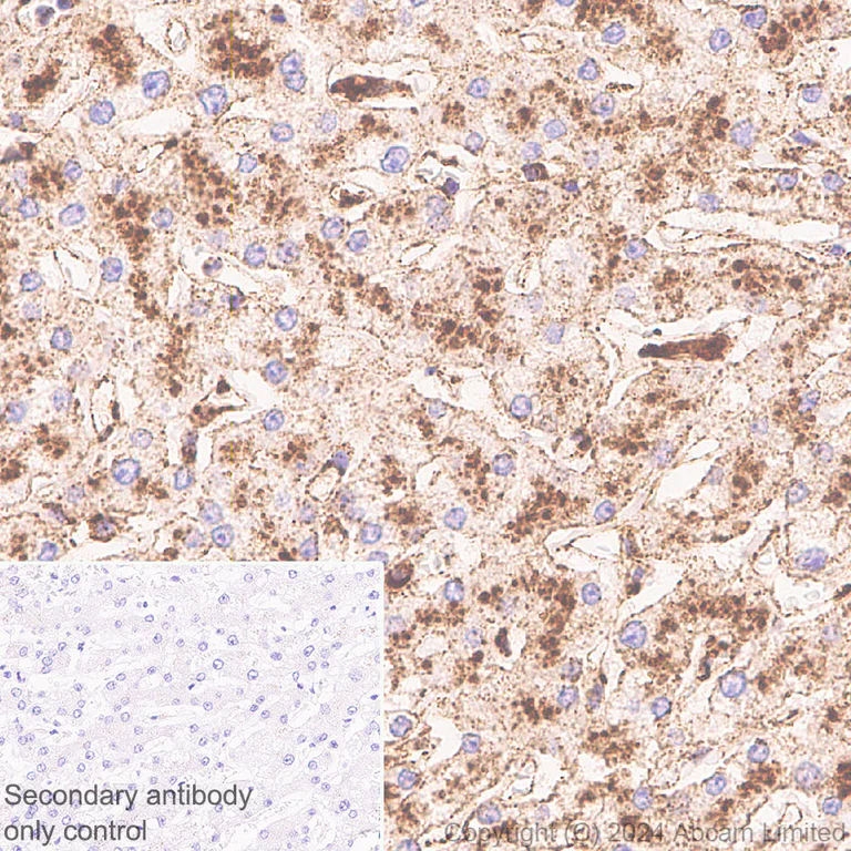 Immunohistochemistry (Formalin/PFA-fixed paraffin-embedded sections) - Anti-LAMP1 antibody [RM1217] - Lysosome Marker (AB320851)
