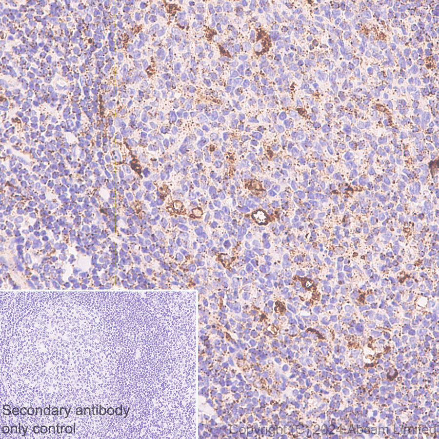 Immunohistochemistry (Formalin/PFA-fixed paraffin-embedded sections) - Anti-LAMP1 antibody [RM1217] (ab320851), expandable thumbnail