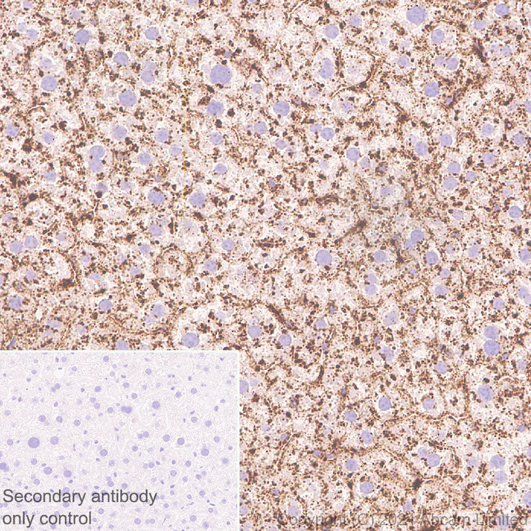 Immunohistochemistry (Formalin/PFA-fixed paraffin-embedded sections) - Anti-LAMP1 antibody [RM1217] - Lysosome Marker (AB320851)