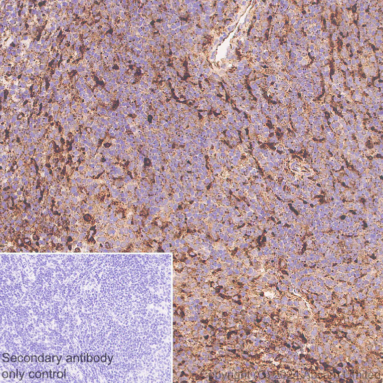 Immunohistochemistry (Formalin/PFA-fixed paraffin-embedded sections) - Anti-LAMP1 antibody [RM1217] - Lysosome Marker (AB320851)