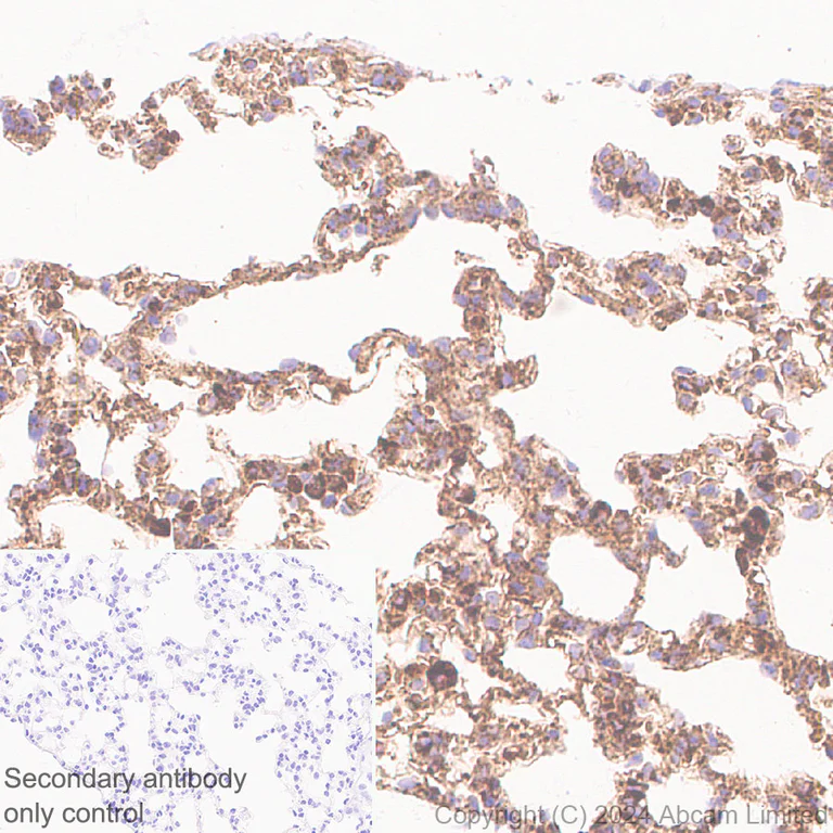 Immunohistochemistry (Formalin/PFA-fixed paraffin-embedded sections) - Anti-LAMP1 antibody [RM1217] - Lysosome Marker (AB320851)