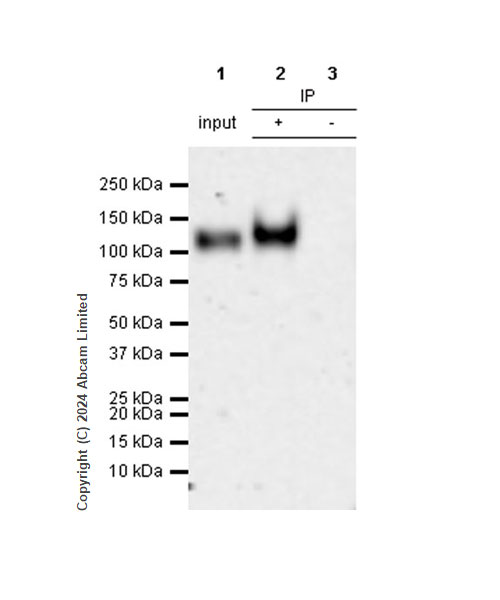 Immunoprecipitation - Anti-LAMP1 antibody [RM1217] - Lysosome Marker (ab320851), expandable thumbnail