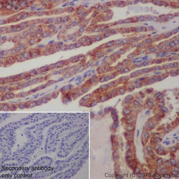 Immunohistochemistry (Formalin/PFA-fixed paraffin-embedded sections) - Anti-LAMP2 antibody [EPR19512] - BSA and Azide free (AB240351)