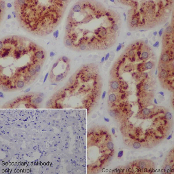 Immunohistochemistry (Formalin/PFA-fixed paraffin-embedded sections) - Anti-LAMP2 antibody [EPR19512] - Lysosome Marker (AB199946)