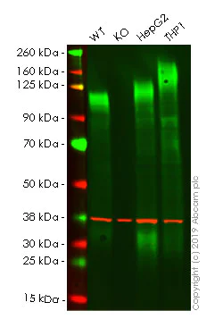 Western blot - Anti-LAMP2 antibody [EPR19512] - Lysosome Marker (AB199946)