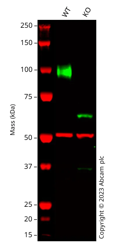 Western blot - Anti-LAMP2 antibody [EPR19531] - BSA and Azide free (AB251293)