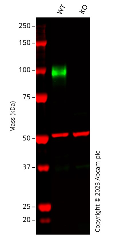 Western blot - Anti-LAMP2 antibody [EPR19531] - BSA and Azide free (AB251293), expandable thumbnail