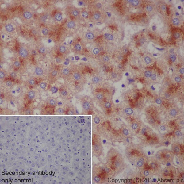 Immunohistochemistry (Formalin/PFA-fixed paraffin-embedded sections) - Anti-LAMP2 antibody [EPR19531] (AB199947), expandable thumbnail