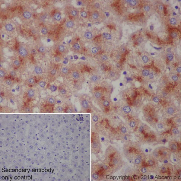 Immunohistochemistry (Formalin/PFA-fixed paraffin-embedded sections) - Anti-LAMP2 antibody [EPR19531] - Lysosome Marker (AB199947)