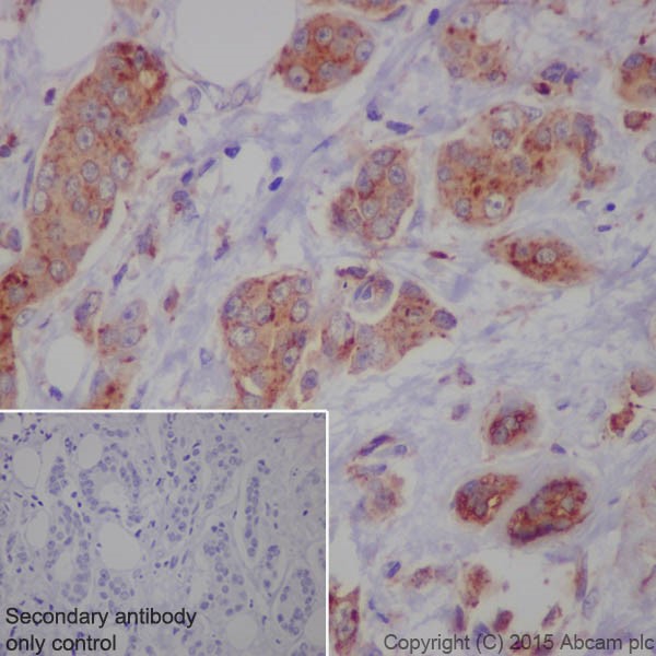 Immunohistochemistry (Formalin/PFA-fixed paraffin-embedded sections) - Anti-LAMP2 antibody [EPR19531] - Lysosome Marker (AB199947), expandable thumbnail