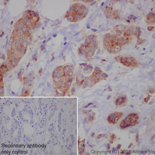 Immunohistochemistry (Formalin/PFA-fixed paraffin-embedded sections) - Anti-LAMP2 antibody [EPR19531] - Lysosome Marker (AB199947)