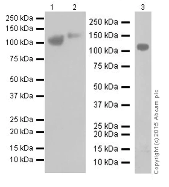 Western blot - Anti-LAMP2 antibody [EPR19531] - Lysosome Marker (AB199947)