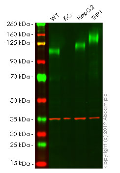 Western blot - Anti-LAMP2 antibody [EPR19531] - Lysosome Marker (AB199947), expandable thumbnail