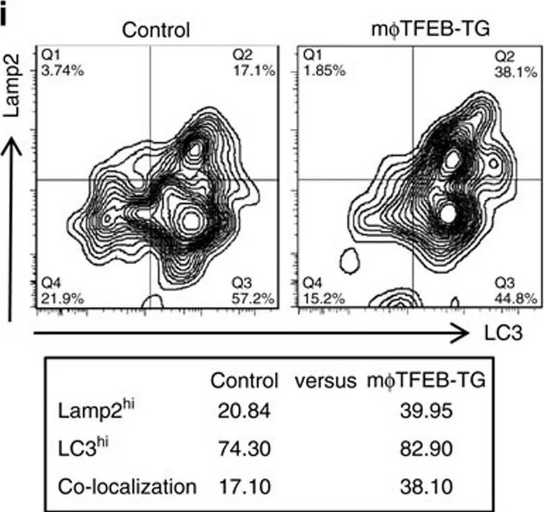 Flow Cytometry - Anti-LAMP2 antibody [GL2A7] - Lysosome Marker (AB13524)
