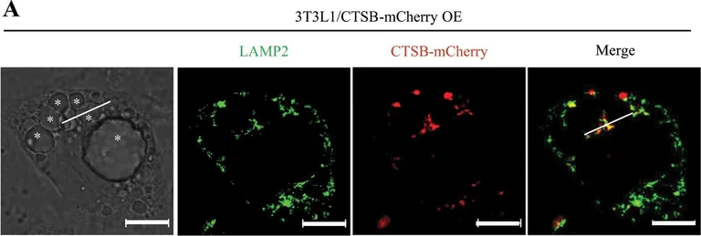 Immunocytochemistry/ Immunofluorescence - Anti-LAMP2 antibody [GL2A7] - Lysosome Marker (AB13524)