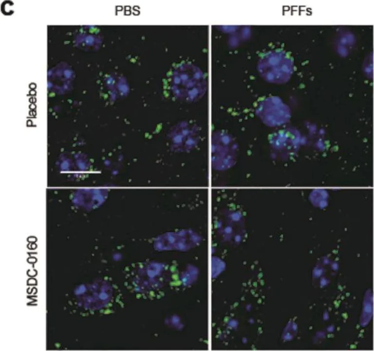 Immunocytochemistry/ Immunofluorescence - Anti-LAMP2 antibody [GL2A7] - Lysosome Marker (AB13524)