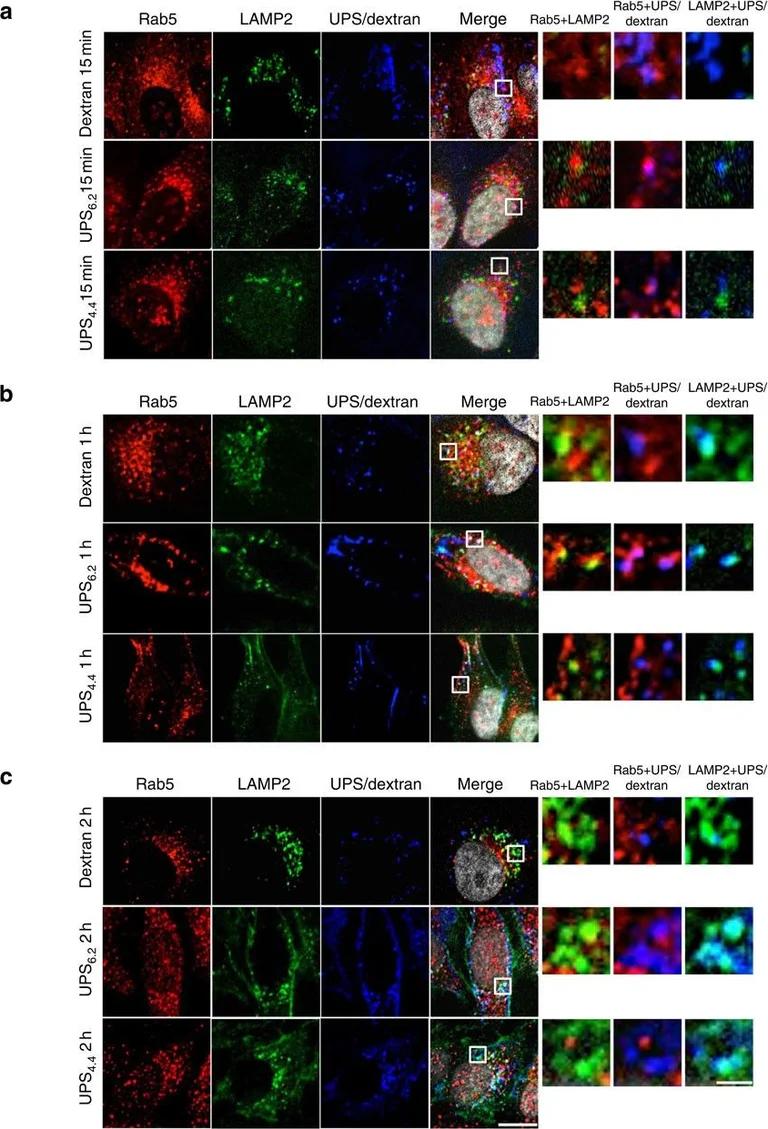 Immunocytochemistry/ Immunofluorescence - Anti-LAMP2 antibody [GL2A7] - Lysosome Marker (AB13524)