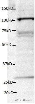 Western blot - Anti-LAMP2 antibody [GL2A7] - Lysosome Marker (AB13524)