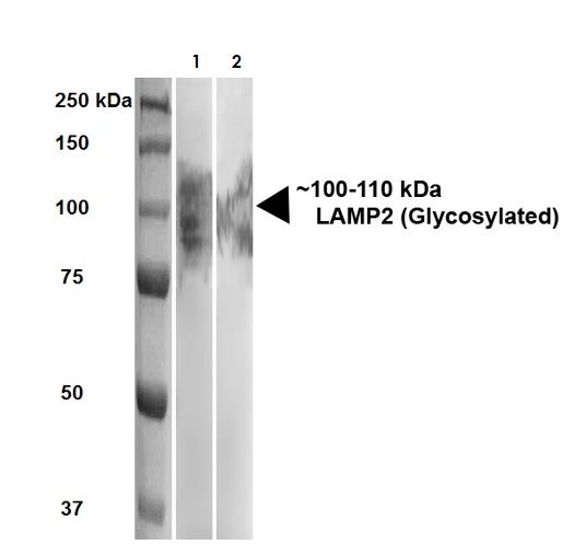 Western blot - Anti-LAMP2 antibody [GL2A7] - Lysosome Marker (AB13524), expandable thumbnail