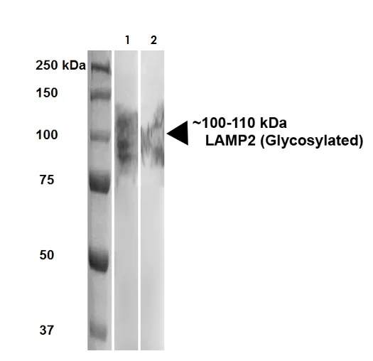 Western blot - Anti-LAMP2 antibody [GL2A7] - Lysosome Marker (AB13524)