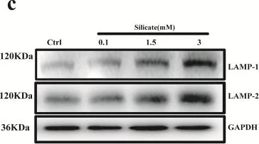 Western blot - Anti-LAMP2 antibody [GL2A7] - Lysosome Marker (AB13524)