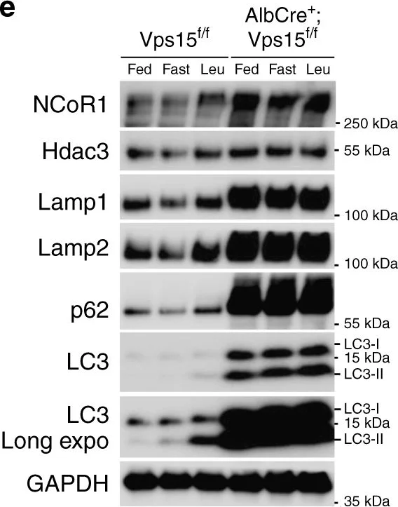 Western blot - Anti-LAMP2 antibody [GL2A7] - Lysosome Marker (AB13524)
