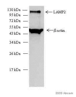 Western blot - Anti-LAMP2 antibody [H4B4] - Lysosome Marker (AB25631)