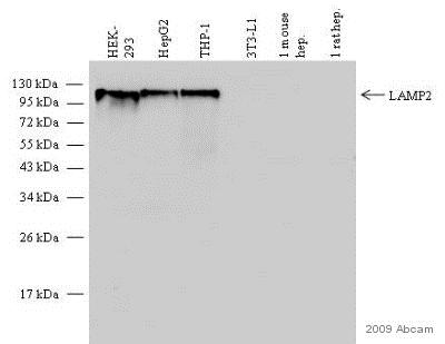 Western blot - Anti-LAMP2 antibody [H4B4] - Lysosome Marker (AB25631), expandable thumbnail