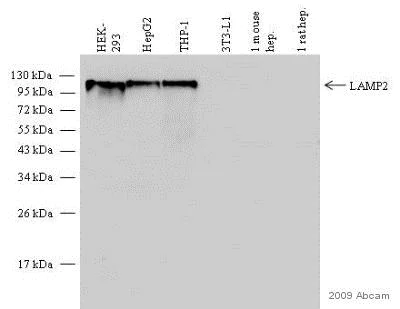 Western blot - Anti-LAMP2 antibody [H4B4] - Lysosome Marker (AB25631)